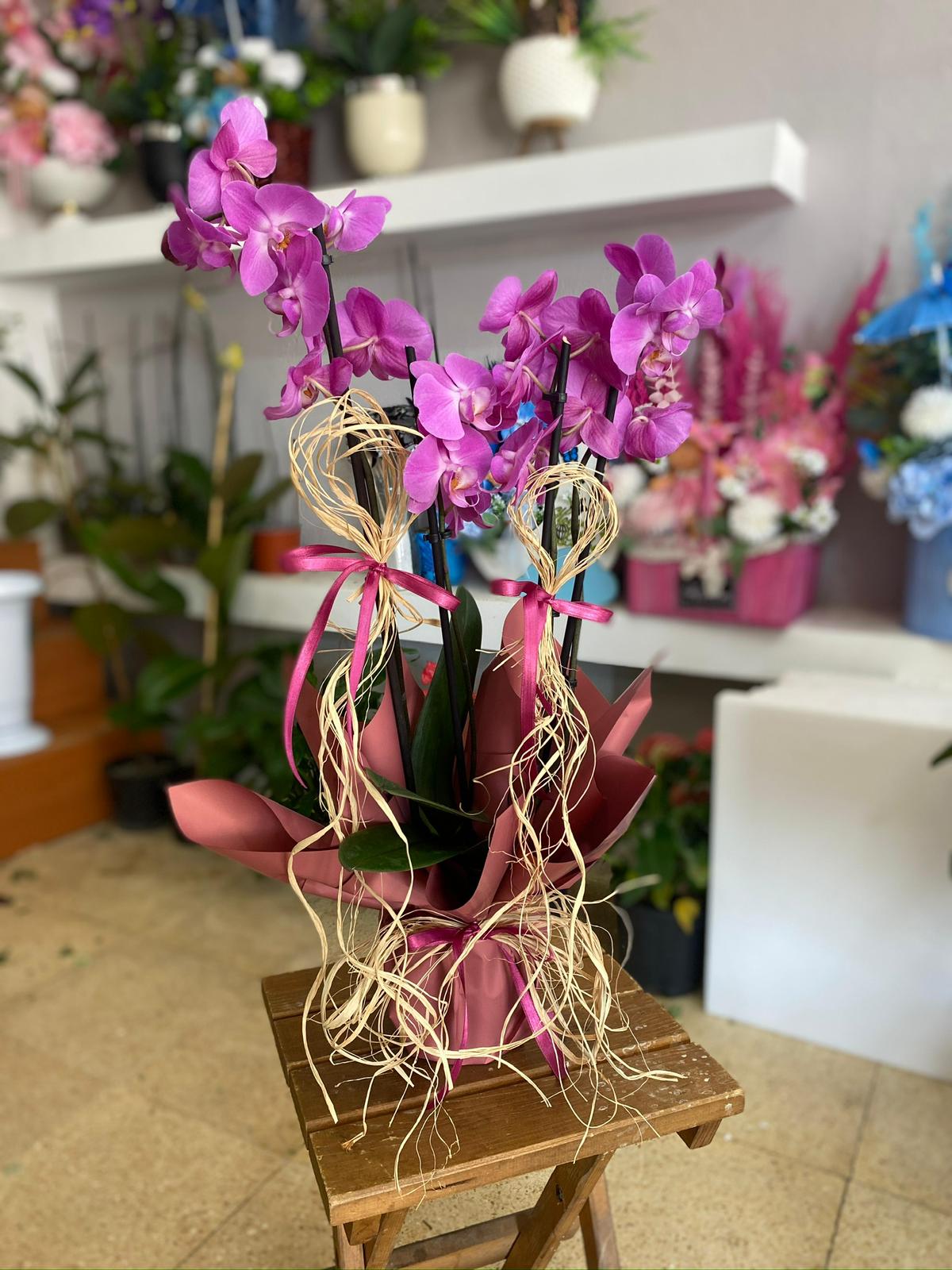 çift dal mor orkide