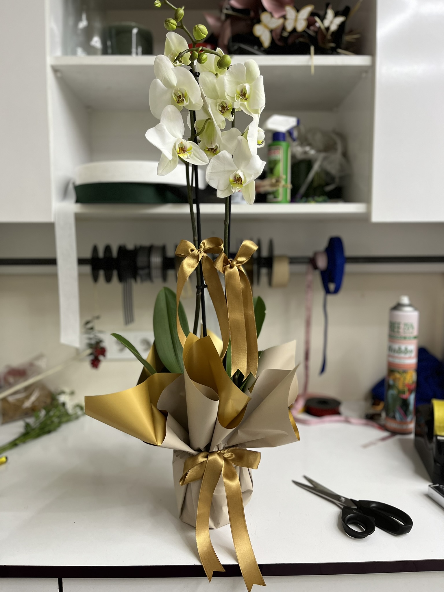 çift dal beyaz orkide