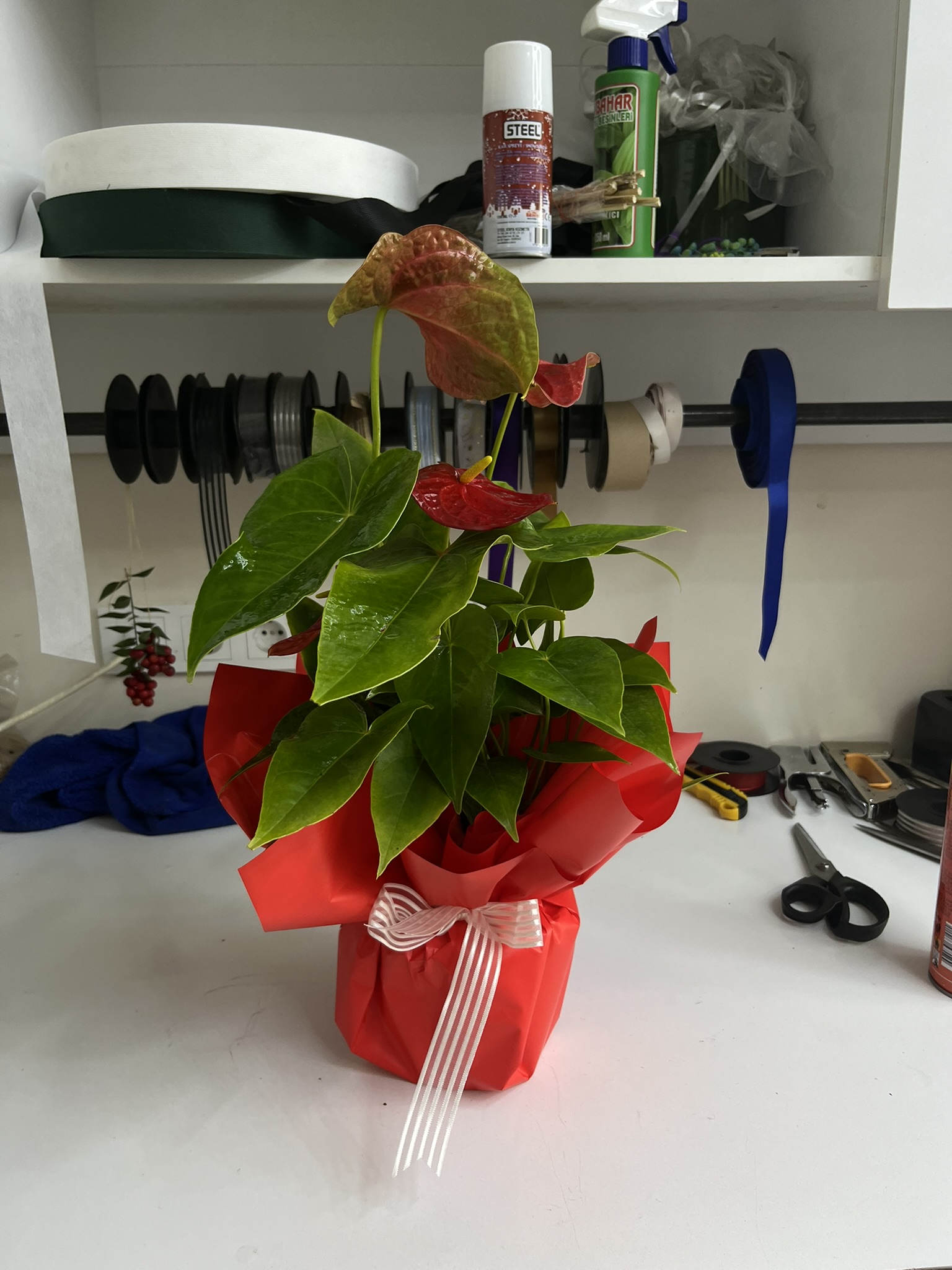 antolyum çiçeği saksı